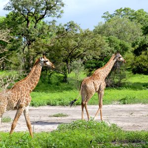 Fathala safari Réserve Popenguine