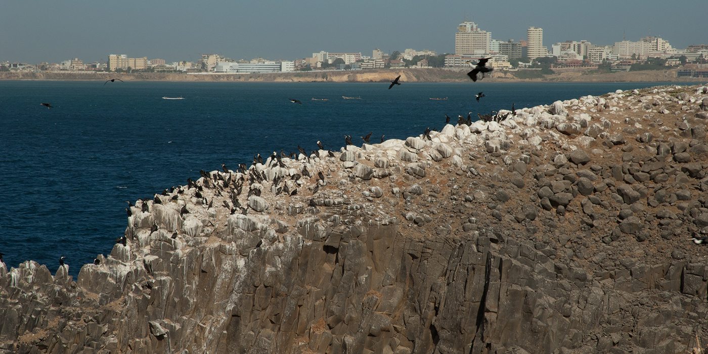 Great cormorants Phalacrocorax carbo in Sarpan Island and Dakar in the background.