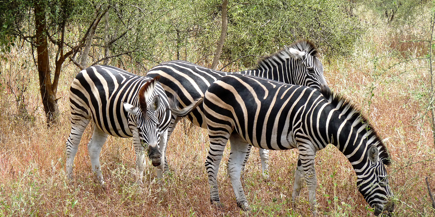 Foret Réserve de Bandia National Park in Dakar in Senegal - DKR