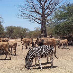 Safari Bandia combiné