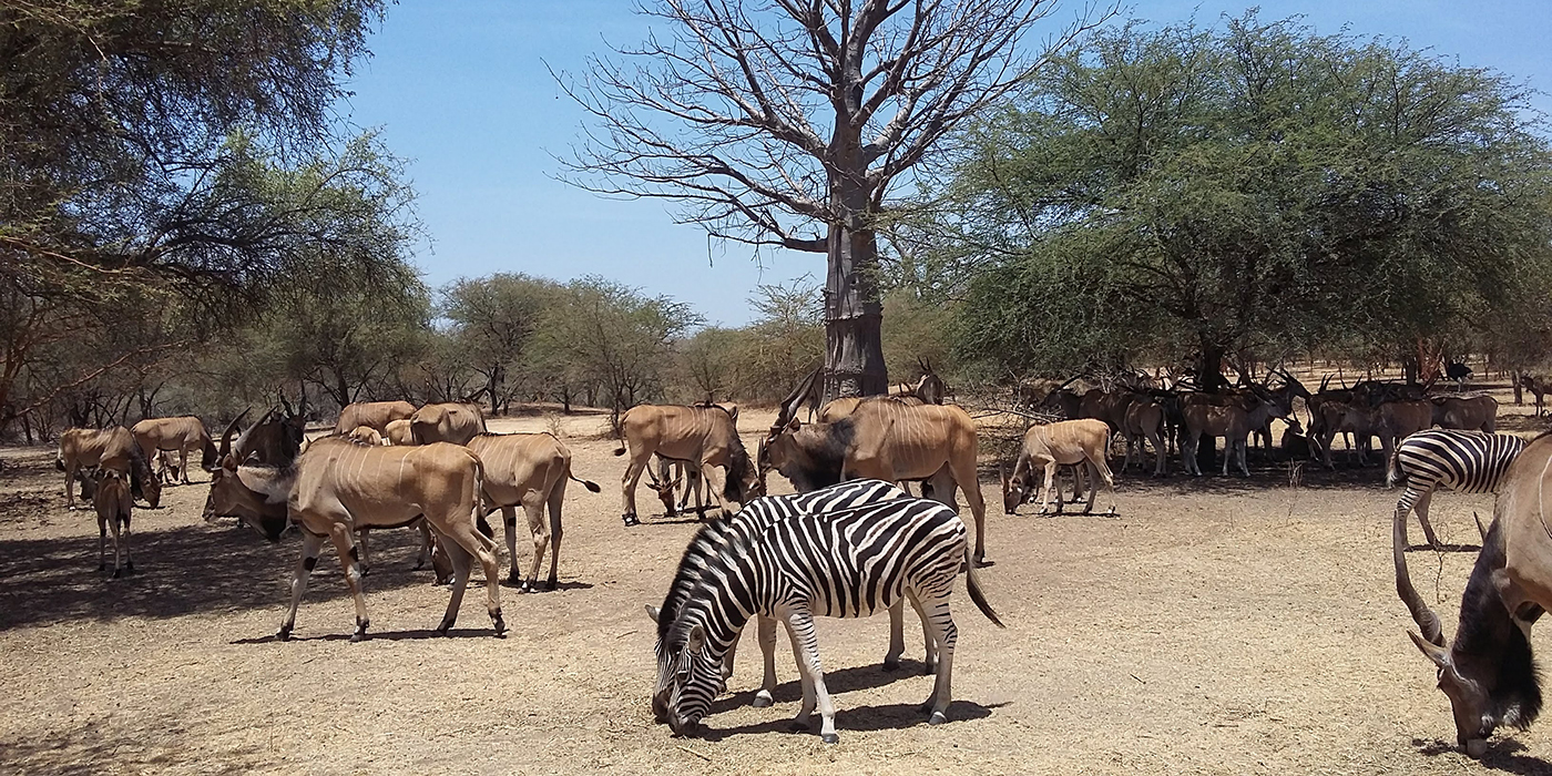 Zèbres et antilopes dans la réserve de Bandia