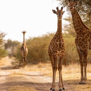 Safari ornitho photographique Bandia