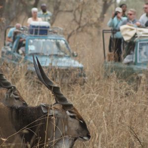 Safari ornitho/photographique Safari Fathala