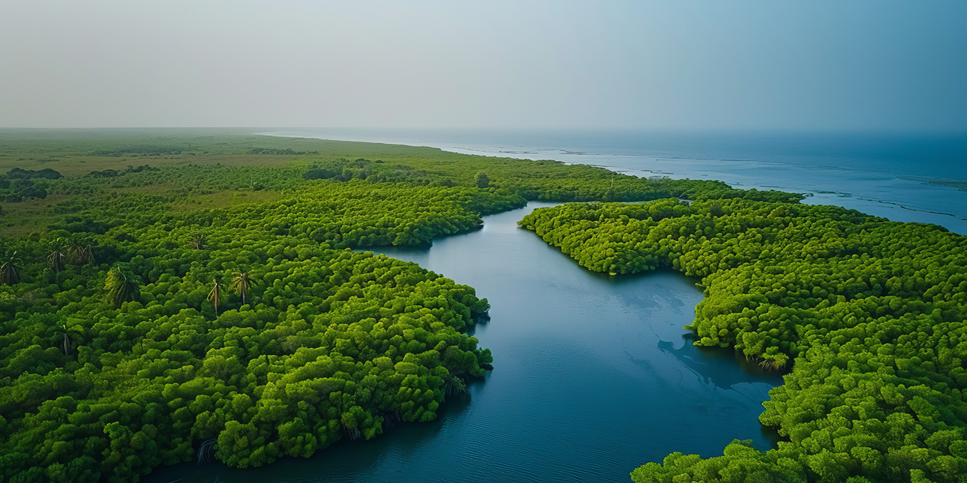 Aerial photo of Senegals Saloum Delta National Park showcasing mangrove forest. Concept Nature Photography, Aerial Shots, National Parks, Mangrove Ecosystems, Senegal