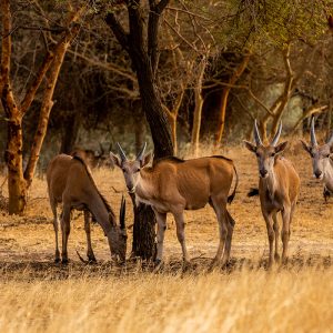 Randonnée découverte nature Réserve bandia