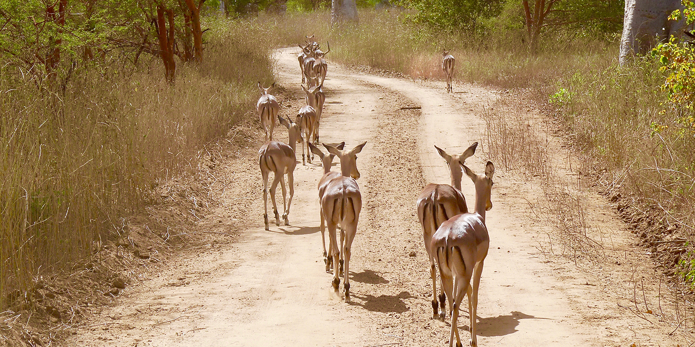 Foret Réserve de Bandia National Park in Dakar in Senegal - DKR