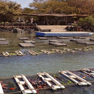 Atelier, marché, cuisine, village Somone