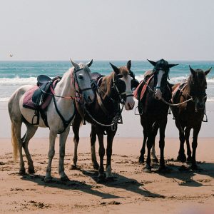 Balade à cheval Agadir