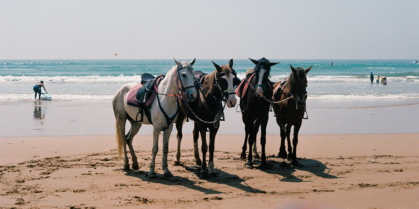 horses on the beach