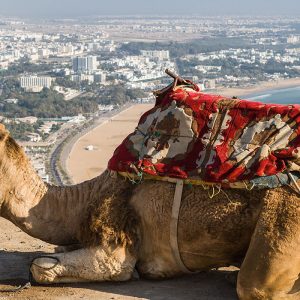 Balade à dos de dromadaire Agadir