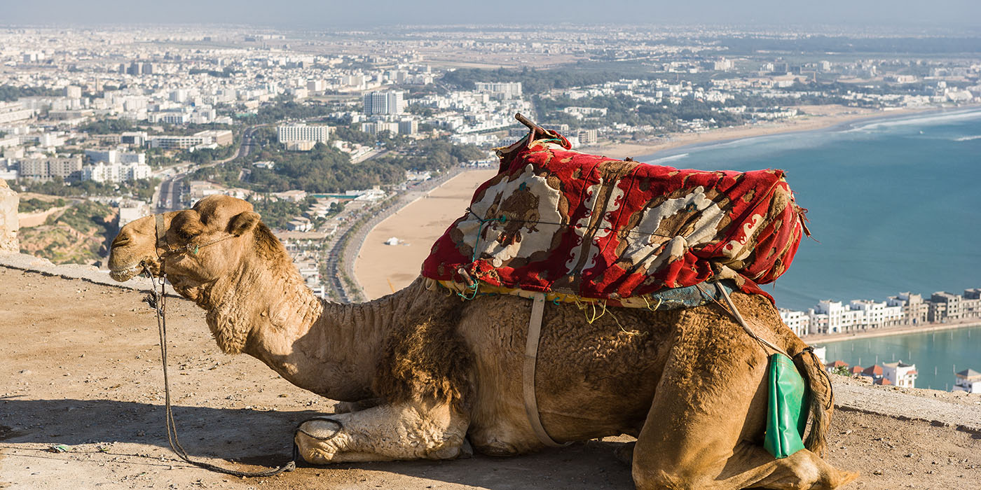 Dromedary for tourists near Agadir , Morocco